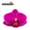 Phal By Flower Baby Purple *50