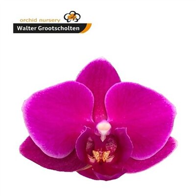 Phal By Flower Baby Purple *50