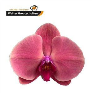 Phal By Flower Coral Sunset *25