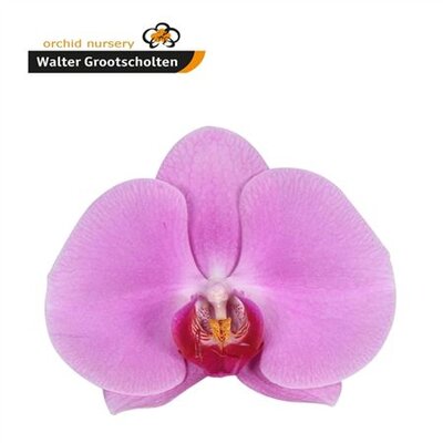 Phal By Flower Happy Valentina *25