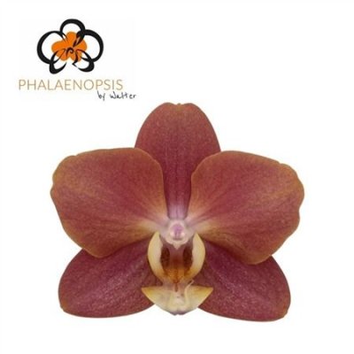 Phal By Flower Horizion