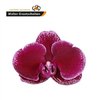 Phal By Flower Lie De Vin *25