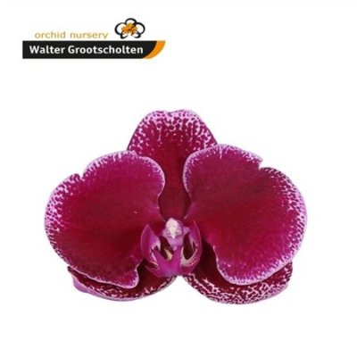 Phal By Flower Lie De Vin *25