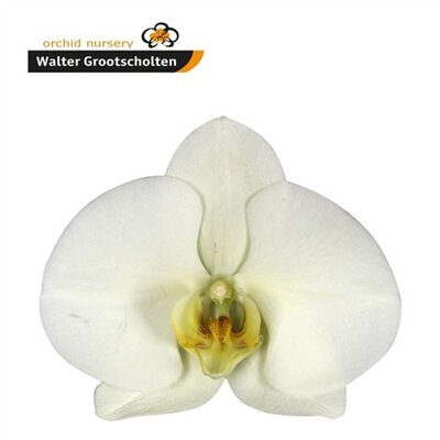 Phal By Flower Limon Bella *25