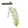 Phal By Flower Limon Bella *45