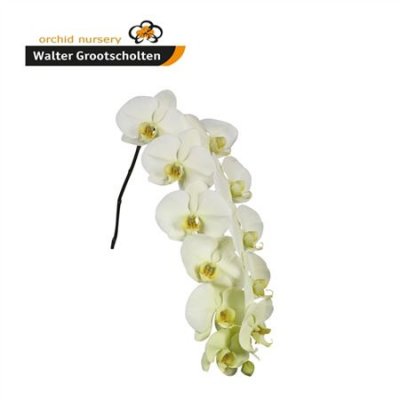 Phal By Flower Limon Bella *45