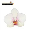 Phal By Flower Omega *25