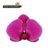 Phal By Flower Purple Haze *25