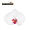 Phal By Flower Red Lip *25