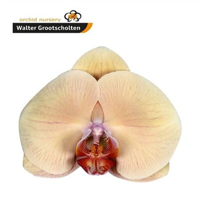 Phal By Flower Royal Peach *25