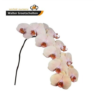 Phal By Flower Royal Peach *45