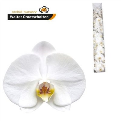 Phal By Flower Sensation White *25