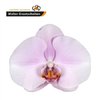 Phal By Flower Tikal *25