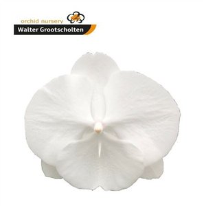 Phal By Flower White Serenity *25