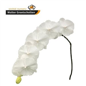 Phal By Flower White Serenity *45