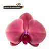 Phal By Stem Coral Sunset 80cm