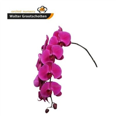 Phal By Stem Purple Haze 80cm