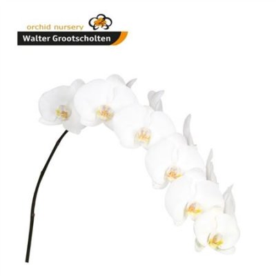 Phal By Stem Sensation White *10