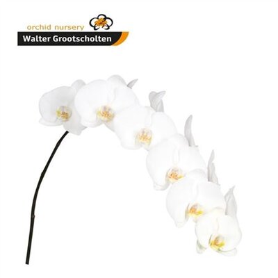 Phal By Stem Sensation White *2