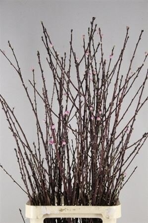 Prunus Pink