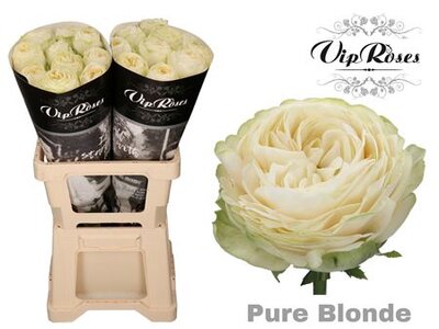 R Garden Pure Blonde