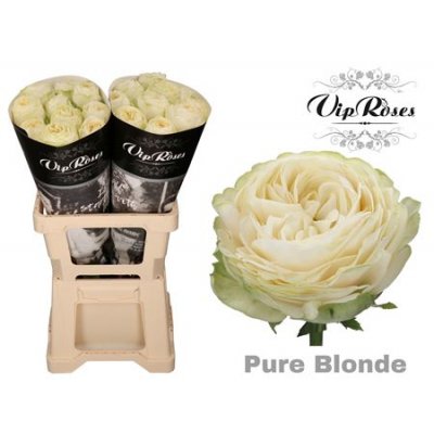 R Garden Pure Blonde