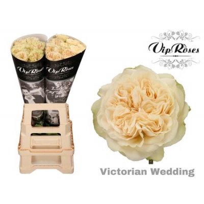 R Garden Victor Wedding+ X 20