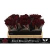 R Gr Black Baccara