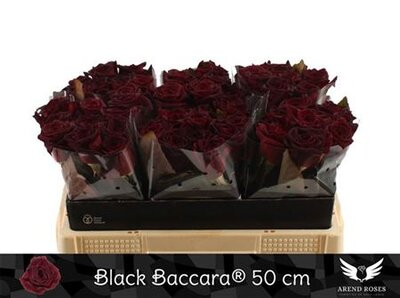 R Gr Black Baccara