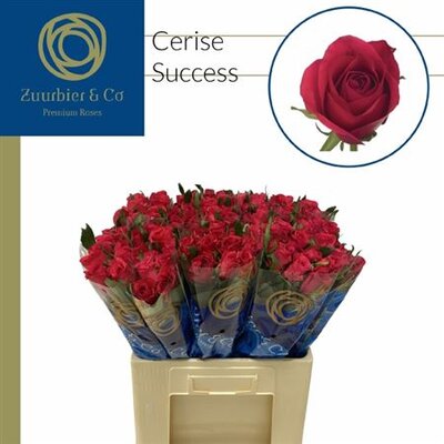 R Gr Cerise Success