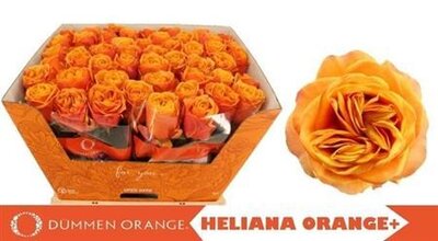 R Gr Heliana Orange+