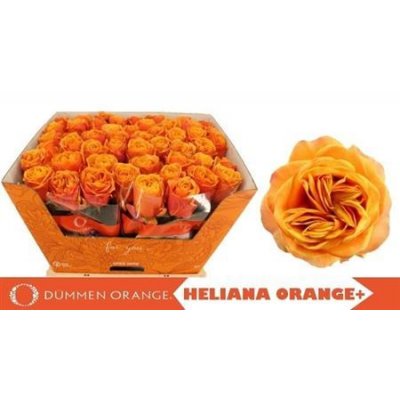 R Gr Heliana Orange+