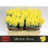 R Gr Minion Rose