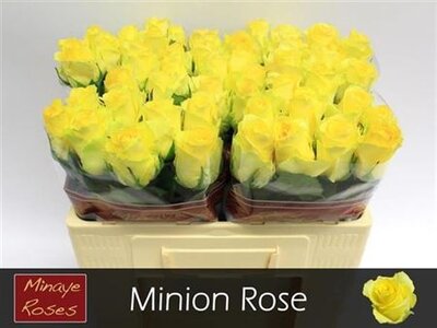 R Gr Minion Rose