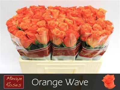 R Gr Orange Wave