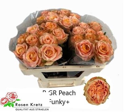 R Gr Peach Funky+