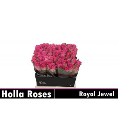 R Gr Royal Jewel