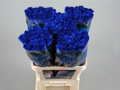 R Gr Vendela Blauw