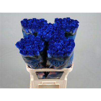 R Gr Vendela Blauw