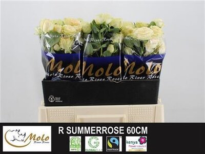 R Tr Summerrose