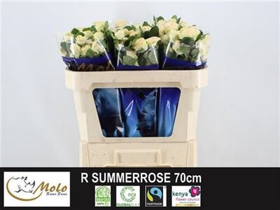 R Tr Summerrose Dutch