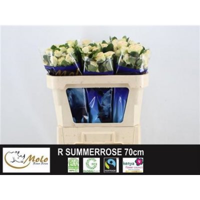 R Tr Summerrose Dutch