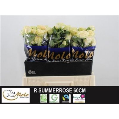 R Tr Summerrose Import