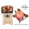 R Tr Victor Classic@