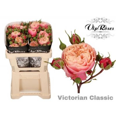 R Tr Victor Classic@