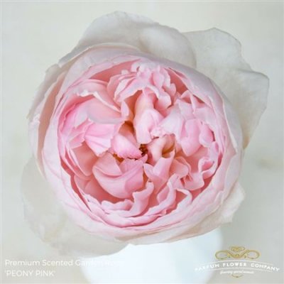 Роза Parfum Peony Pink