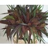 Setaria Italica Red Jewel