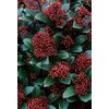 Skimmia Rubella