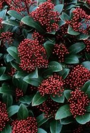 Skimmia Rubella