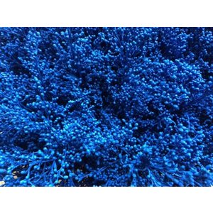 Solidago Dyed Blue 80cm
